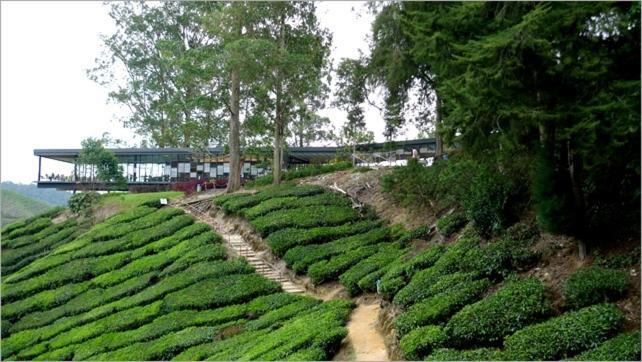 Azizi&Yati Muslim Homestay Cameron Highlands Exterior foto